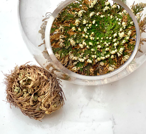ROSE OF JERICHO